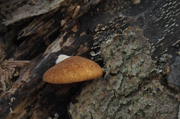 pahliva šafranová Crepidotus crocophyllus (Berk.) Sacc.