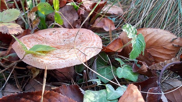 rýdzik pravý Lactarius deliciosus (L.) Gray