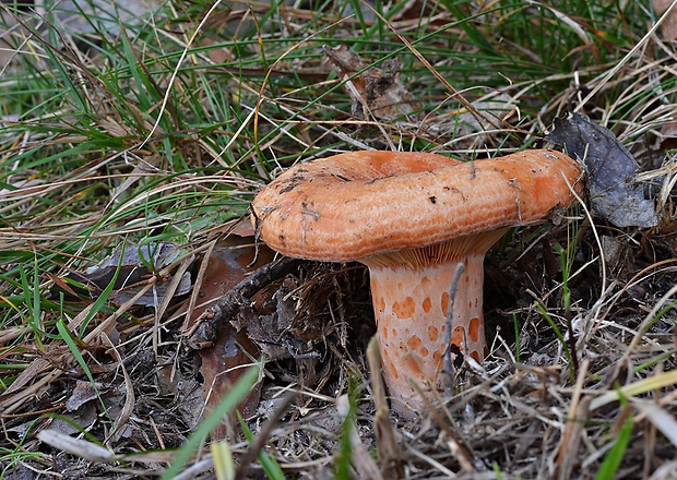 rýdzik pravý Lactarius deliciosus (L.) Gray