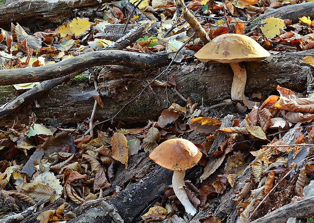 kozák osikový Leccinum albostipitatum den Bakker & Noordel.