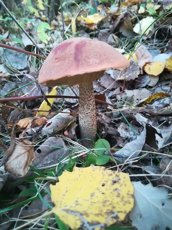 kozák dubový Leccinum aurantiacum (Bull.) Gray