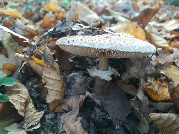 bedľa vysoká Macrolepiota procera (Scop.) Singer