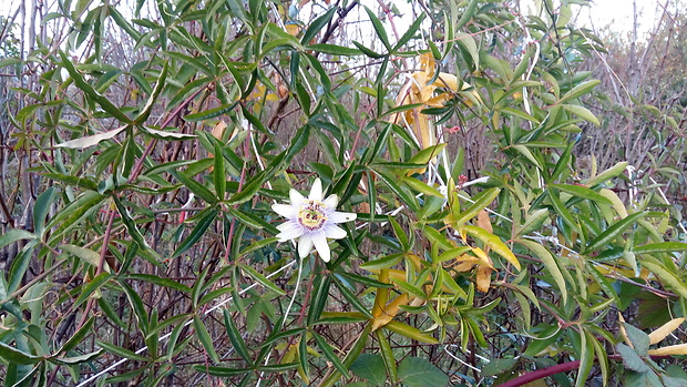 mučenka modrá Passiflora caerulea