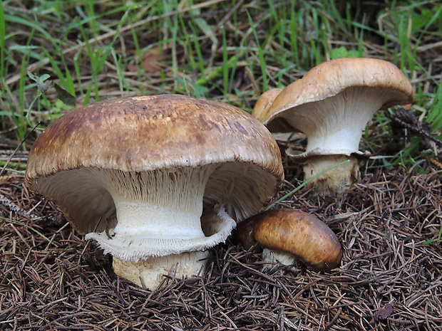 náramkovka cisárska Catathelasma imperiale (P. Karst.) Singer