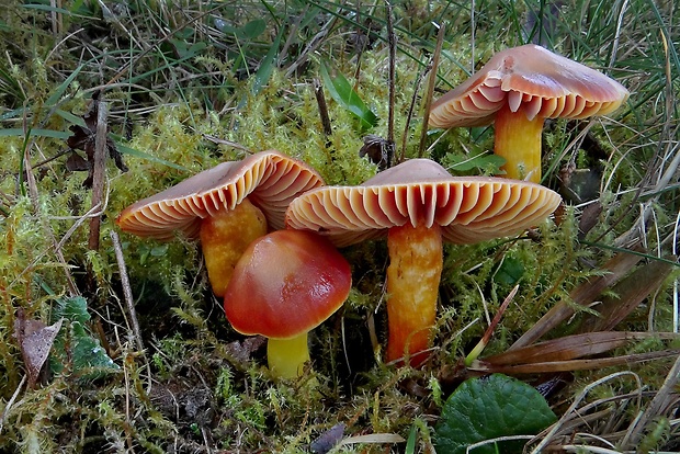 lúčnica granátovočervená Hygrocybe punicea (Fr.) P. Kumm.