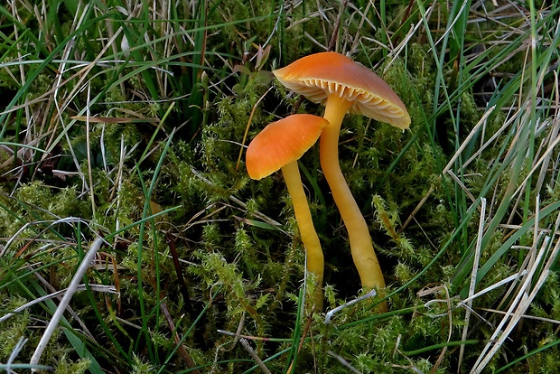 lúčnica Reidova Hygrocybe reidii Kühner