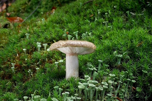 rýdzik sivozelený Lactarius blennius (Fr.) Fr.