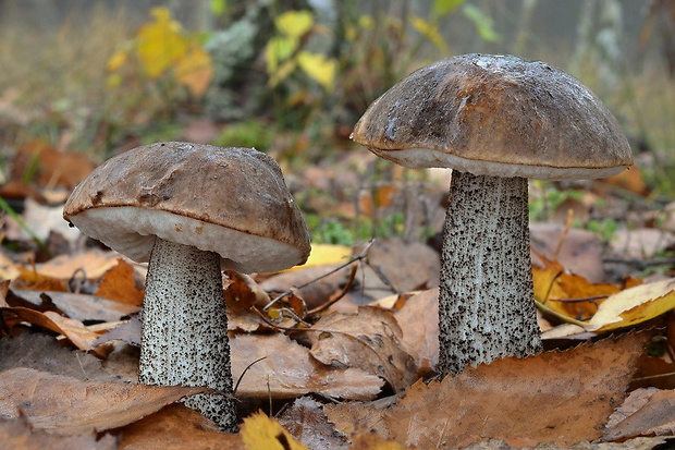 kozák brezový Leccinum scabrum (Bull.) Gray