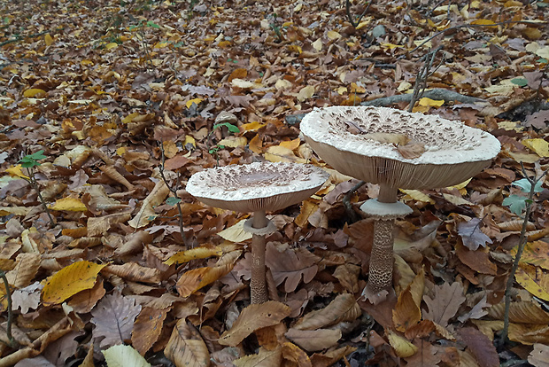 bedľa vysoká Macrolepiota procera (Scop.) Singer