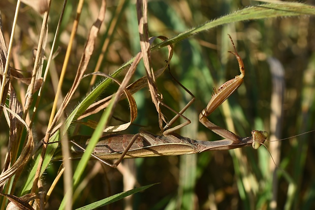 modlivka zelená ♀ Mantis religiosa