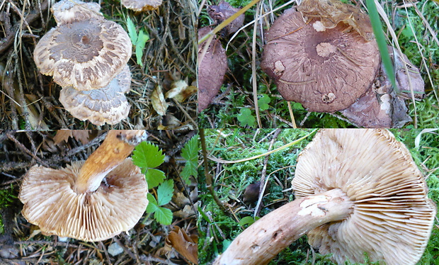 čírovka Tricholoma vaccinum (Schaeff.) P. Kumm.