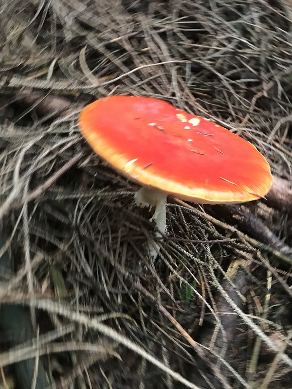 muchotrávka cisárska Amanita caesarea (Scop.) Pers.