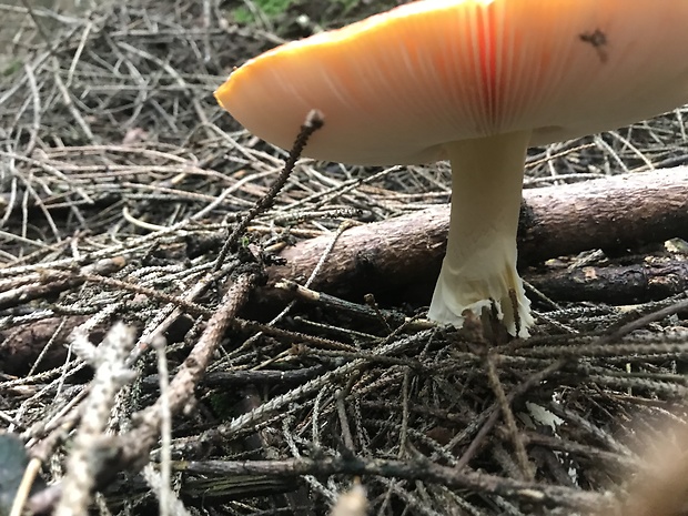 muchotrávka cisárska Amanita caesarea (Scop.) Pers.