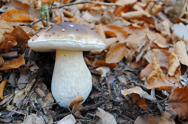 hríb smrekový Boletus edulis Bull.