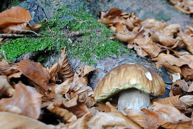 hríb smrekový Boletus edulis Bull.