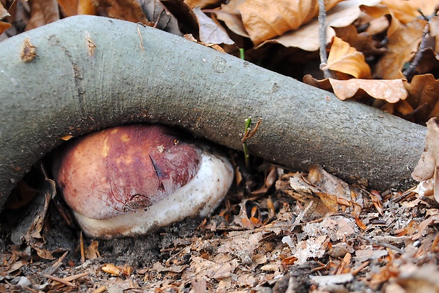 hríb sosnový Boletus pinophilus Pil. et Dermek in Pil.