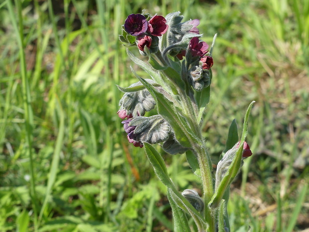 psojazyk lekársky Cynoglossum officinale L.