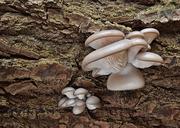 hliva ustricovitá Pleurotus ostreatus (Jacq.) P. Kumm.