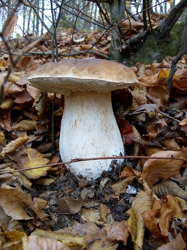 hríb smrekový Boletus edulis Bull.