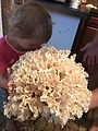 strapačka koralovitá