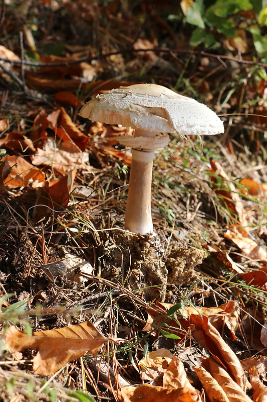 bedlica americká Leucoagaricus americanus (Peck) Vellinga