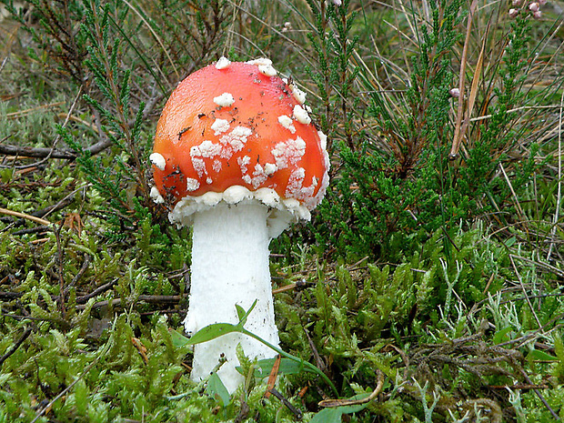 muchotrávka červená Amanita muscaria (L.) Lam.