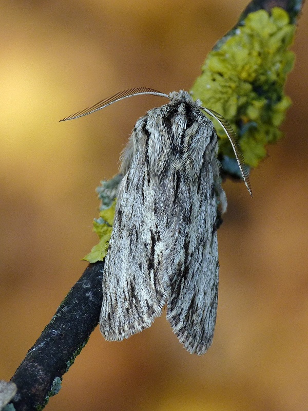 mora novembrová Asteroscopus sphinx