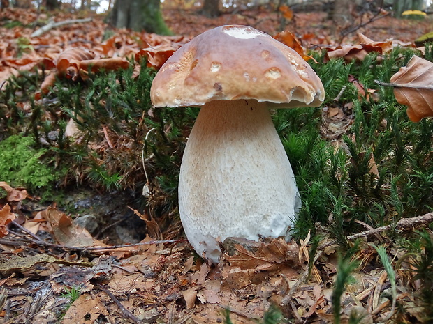 hríb smrekový Boletus edulis Bull.