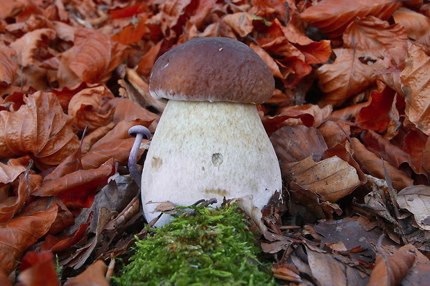 hríb smrekový Boletus edulis Bull.