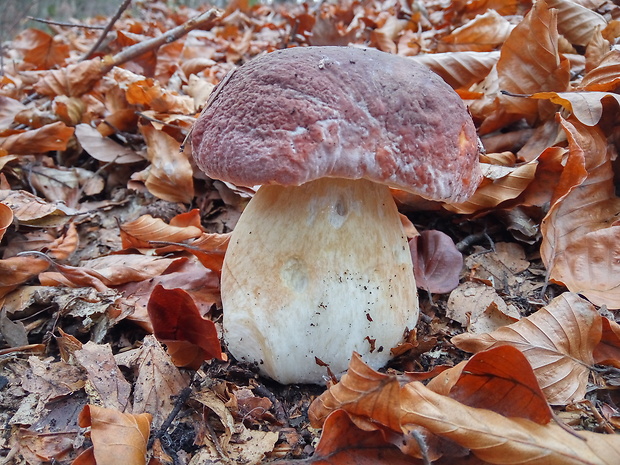 hríb sosnový Boletus pinophilus Pil. et Dermek in Pil.