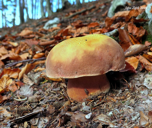 hríb sosnový Boletus pinophilus Pil. et Dermek in Pil.