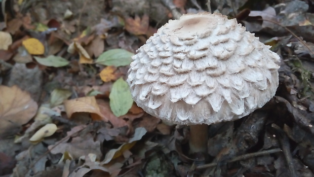 bedľa červenejúca Chlorophyllum rachodes (Vittad.) Vellinga