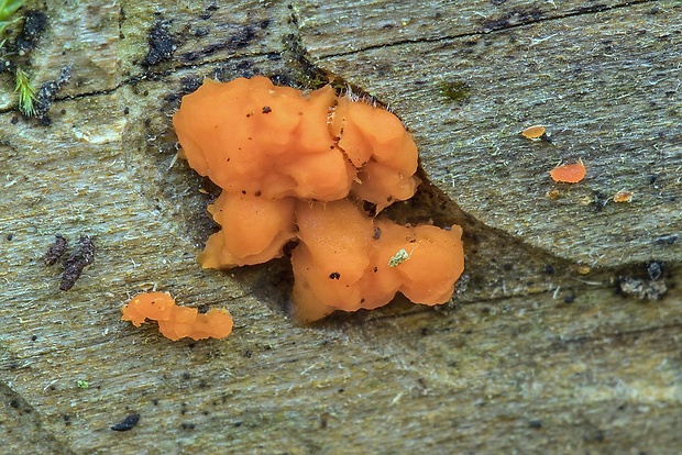 slzovec Dacrymyces sp.