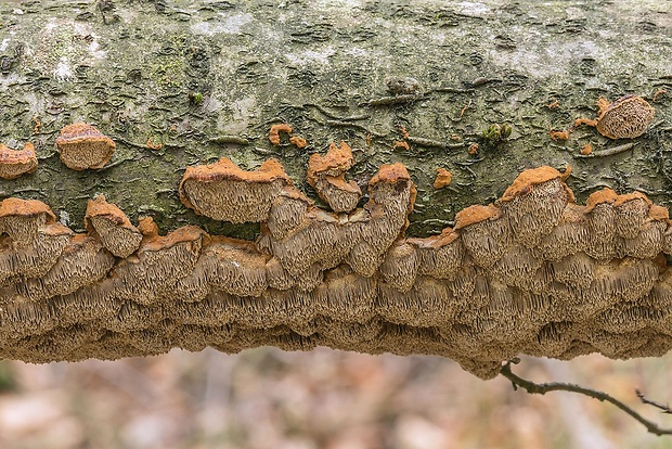 ryšavec lúčový Inonotus cf. radiatus (Sowerby) P. Karst.