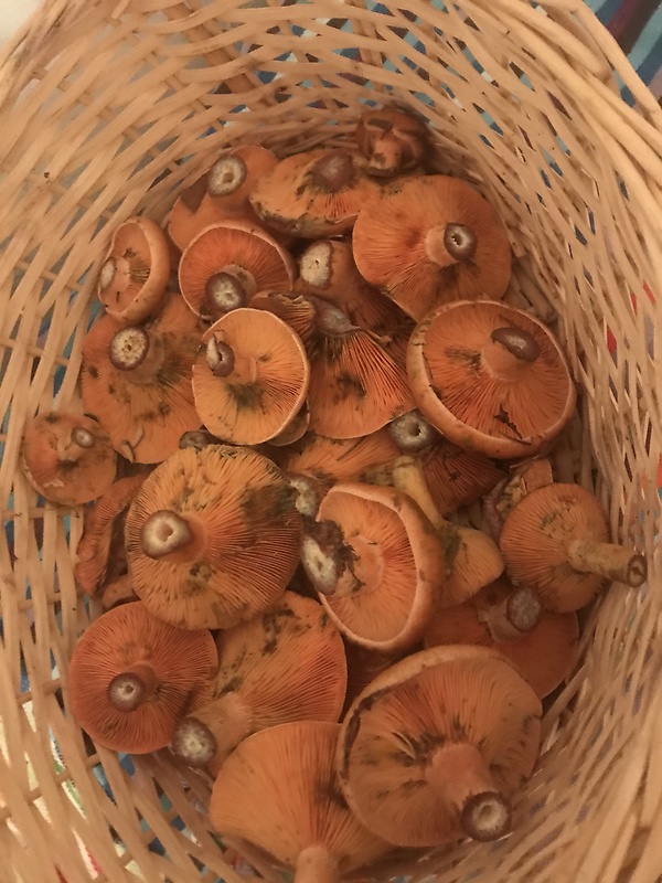 rýdzik Lactarius sp.