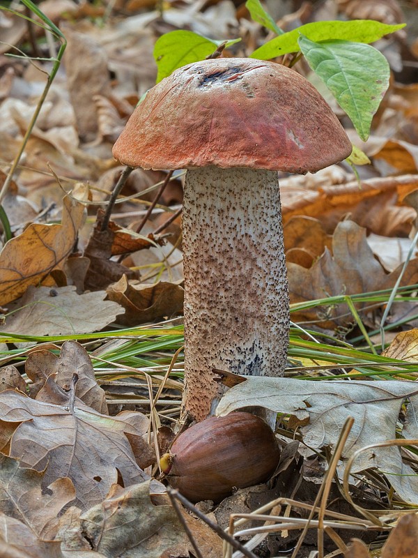 kozák dubový Leccinum aurantiacum (Bull.) Gray