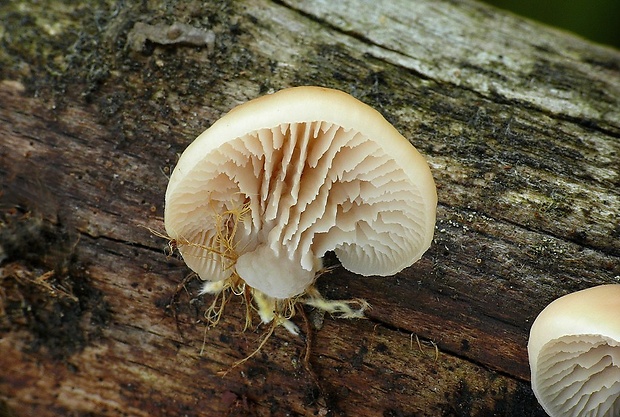 húževnatček medvedí Lentinellus ursinus (Fr.) Kühner