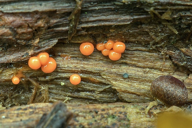 slizovka Myxomycetes