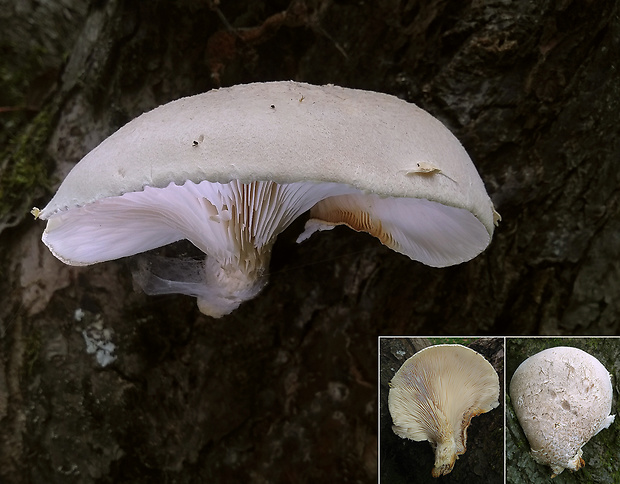 hliva dubová Pleurotus dryinus (Pers.) P. Kumm.