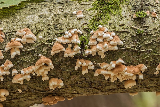 mäkkúšik kučeravý Plicaturopsis crispa (Pers.) D.A. Reid