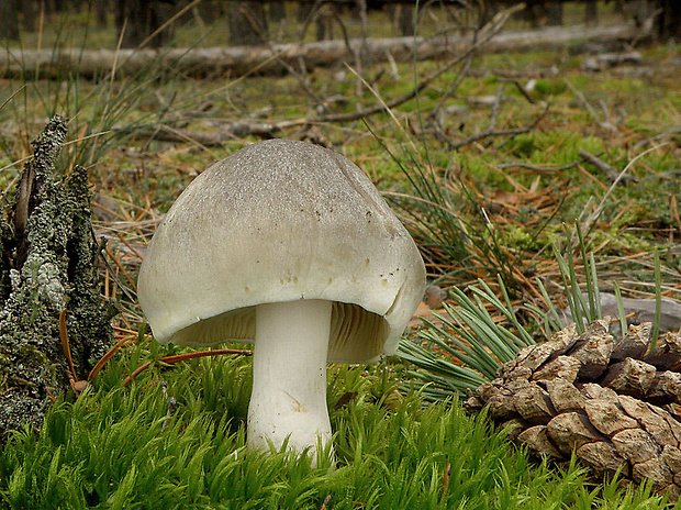 čírovka mydlová Tricholoma saponaceum (Fr.) P. Kumm.