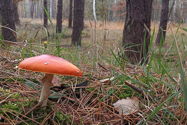 muchotrávka červená Amanita muscaria (L.) Lam.