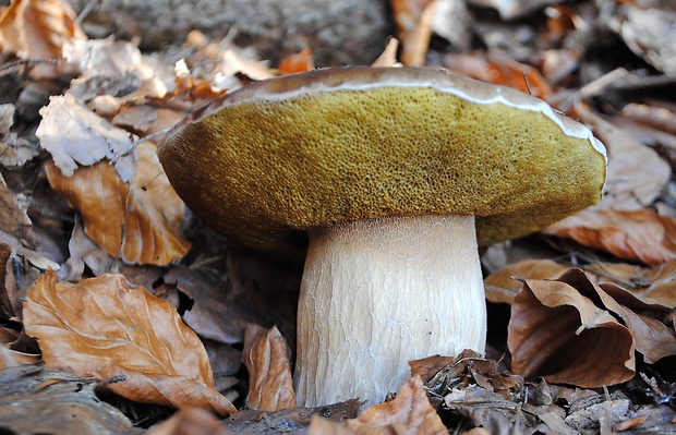 hríb smrekový Boletus edulis Bull.