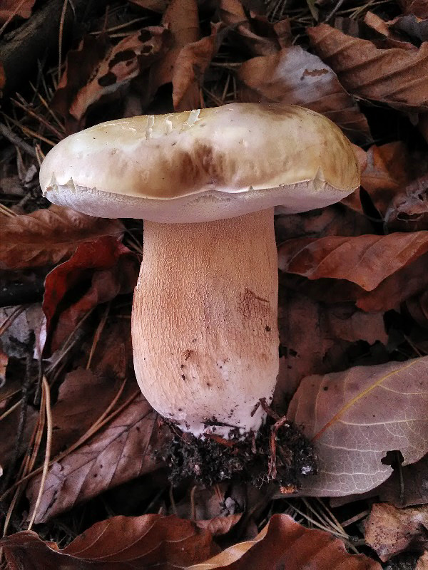 hríb smrekový Boletus edulis Bull.