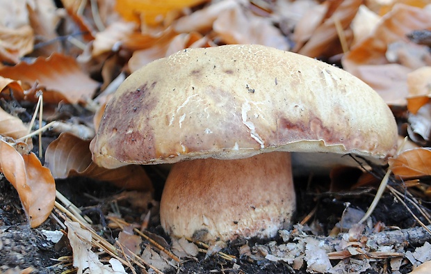 hríb sosnový Boletus pinophilus Pil. et Dermek in Pil.