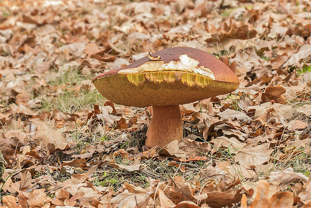 hríb sosnový Boletus pinophilus Pil. et Dermek in Pil.