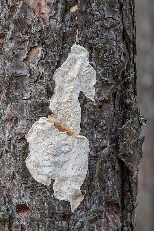 trúdnikovník borovicový Dichomitus squalens (P. Karst.) D.A. Reid