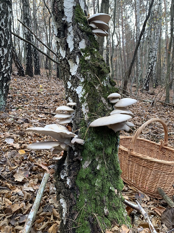 hliva ustricovitá Pleurotus ostreatus (Jacq.) P. Kumm.