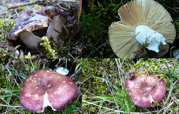 plávka Russula sp.