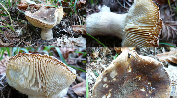 plávka Russula sp.